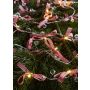 Markslojd ROSETT 702943 Šviesos grandinė 20x0.8W/LED 2700K IP20